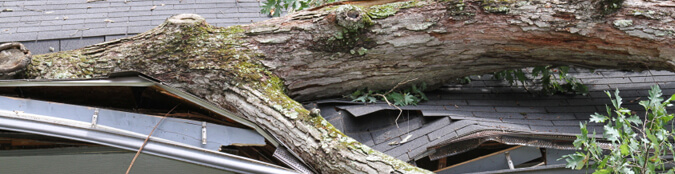 tree branch on crumpled roof